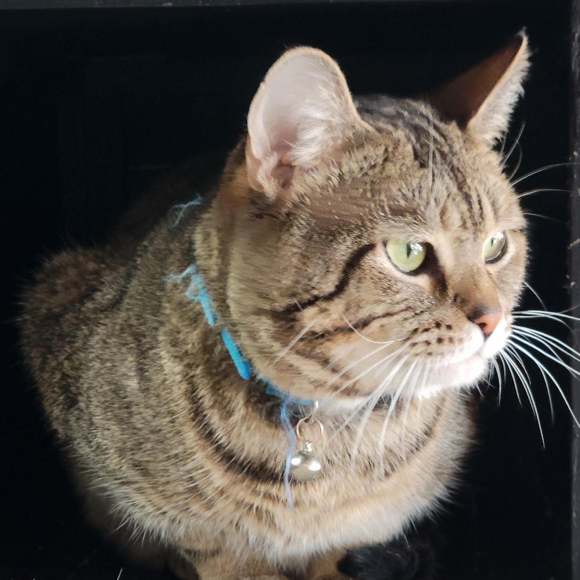 Enlarge Charlie, a ADOPTABLE mixed breed in Oklahoma City, OK image 3/3