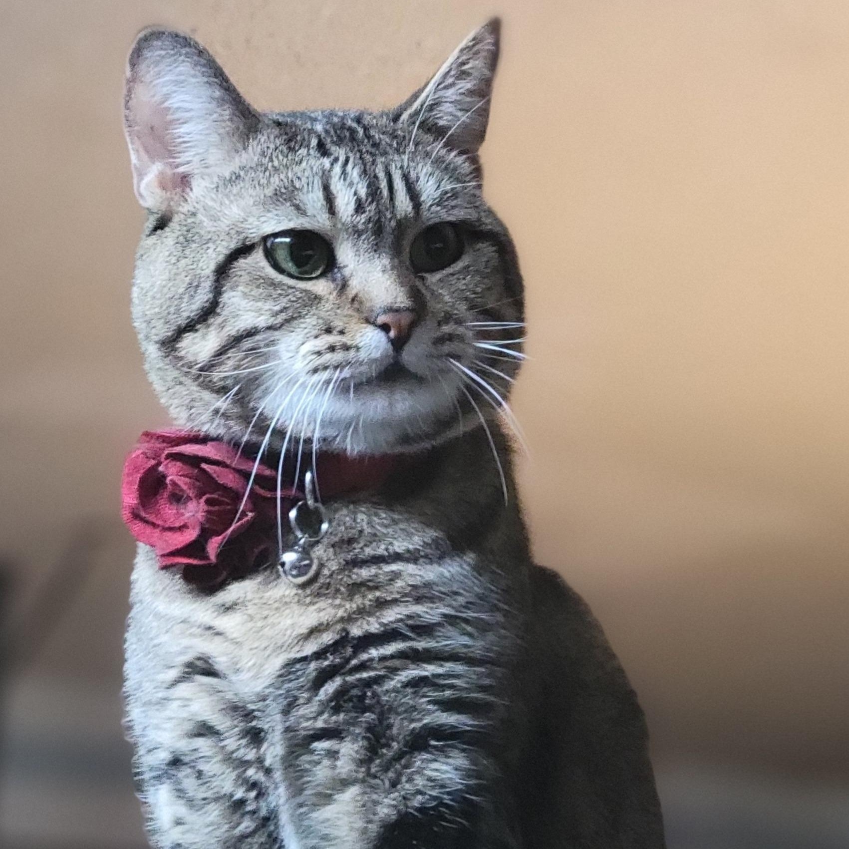 Enlarge Charlie, a ADOPTABLE mixed breed in Oklahoma City, OK image 6/6