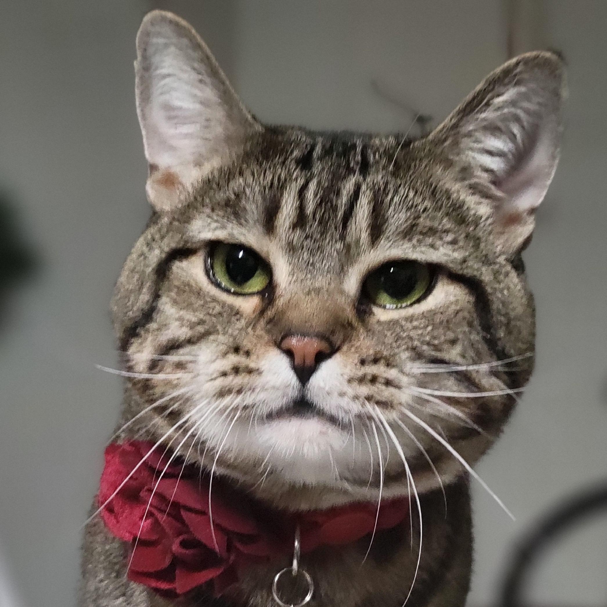 Charlie, ADOPTABLE, Adult Male Domestic Short Hair.