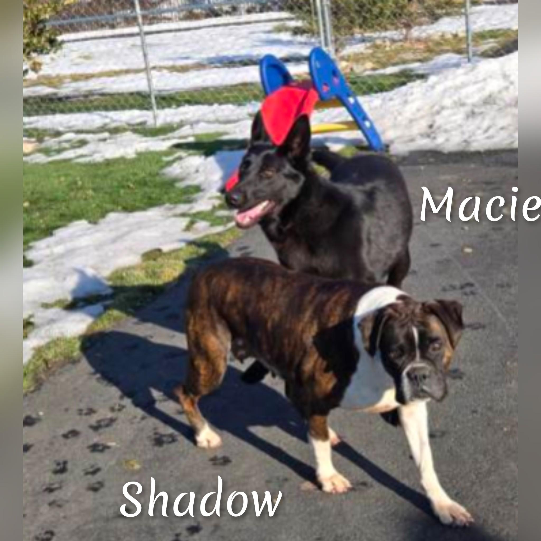 Enlarge Shadow, a ADOPTABLE Boxer in Fredericksburg, VA image 4/6