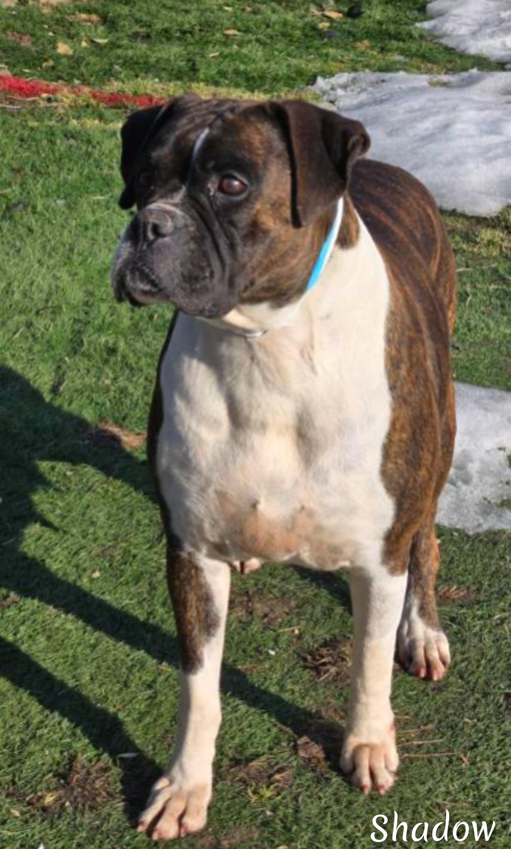Enlarge Shadow, a ADOPTABLE Boxer in Fredericksburg, VA image 2/6