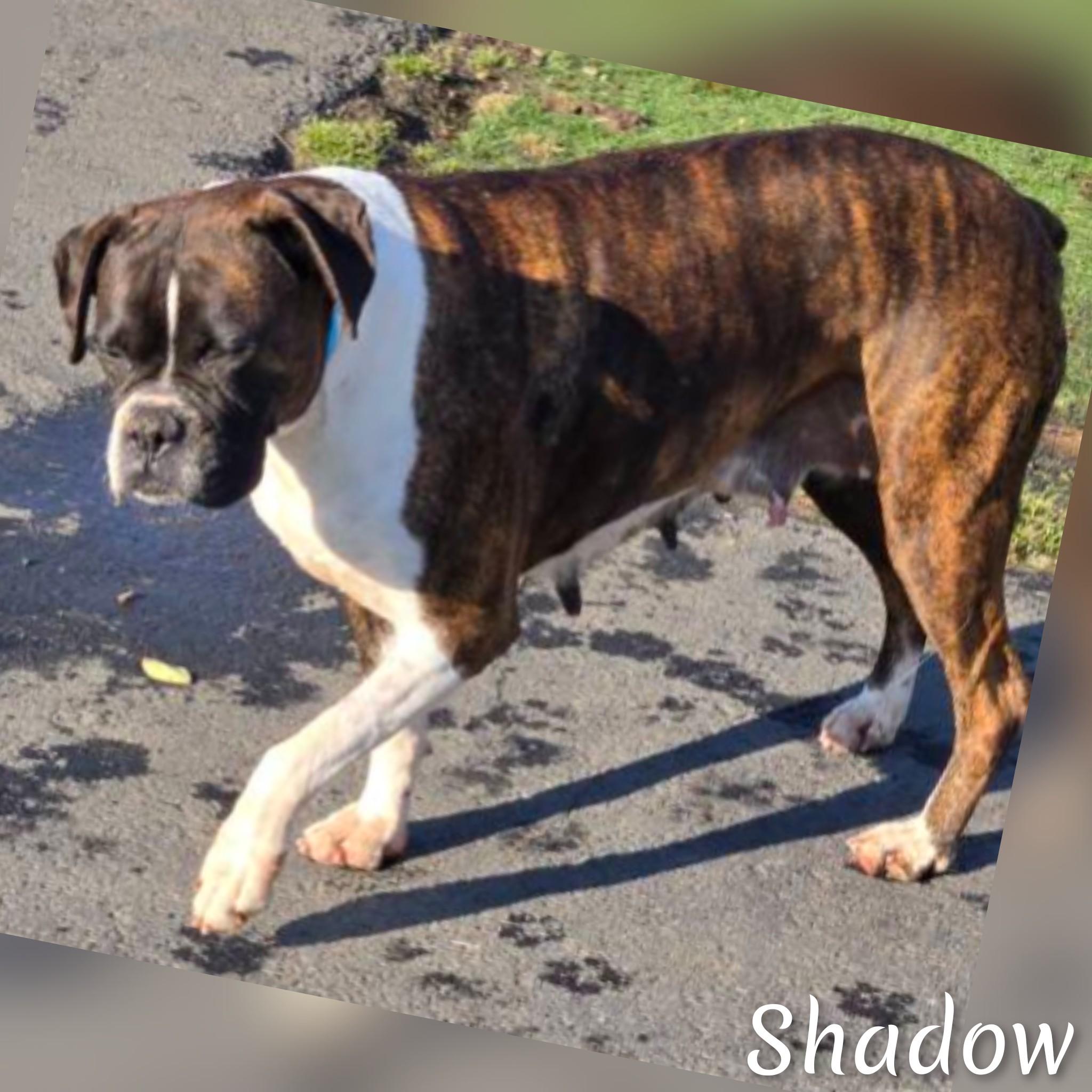 Enlarge Shadow, a ADOPTABLE Boxer in Fredericksburg, VA image 5/6