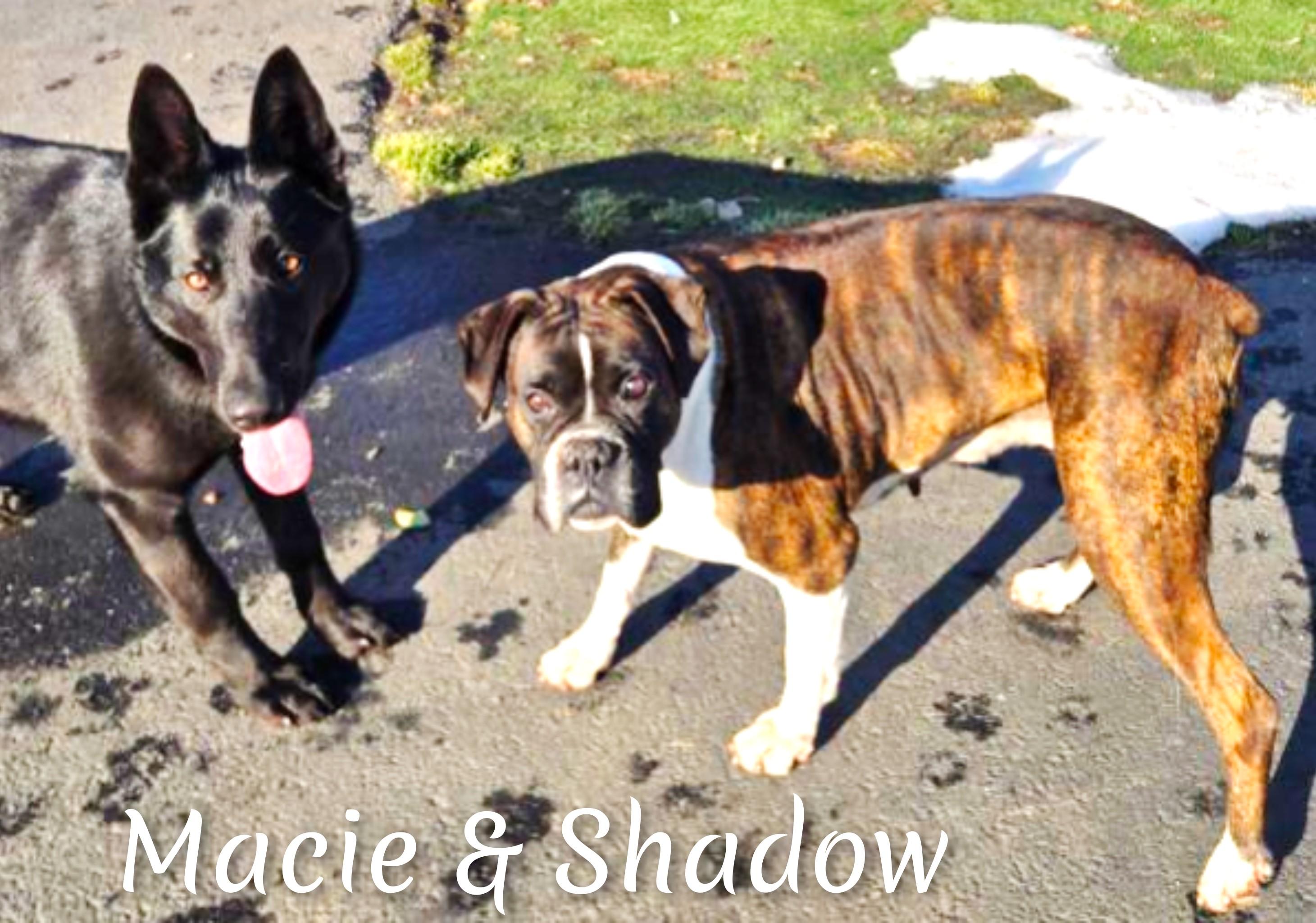 Enlarge Shadow, a ADOPTABLE Boxer in Fredericksburg, VA image 6/6