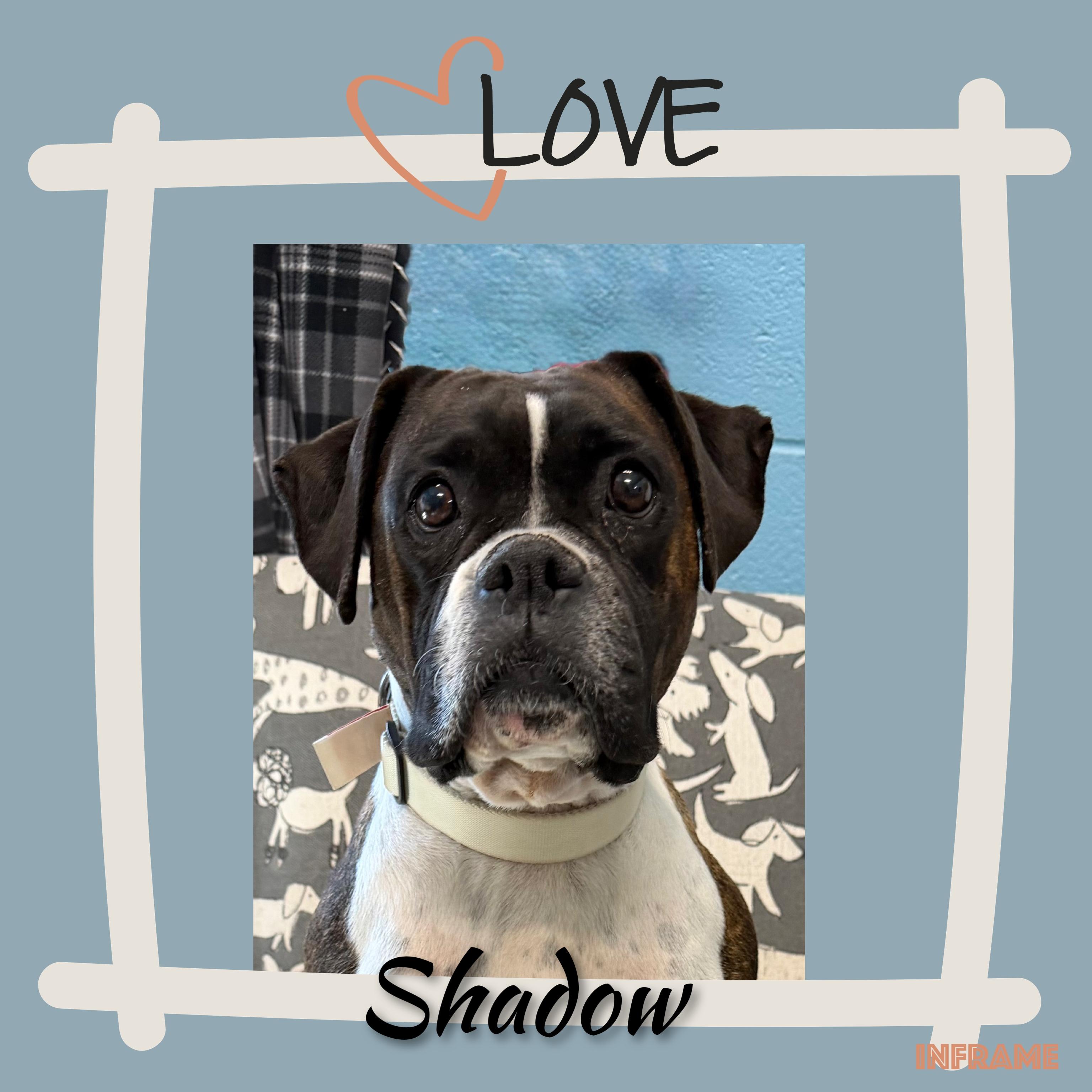 Enlarge Shadow, a ADOPTABLE Boxer in Fredericksburg, VA image 1/6