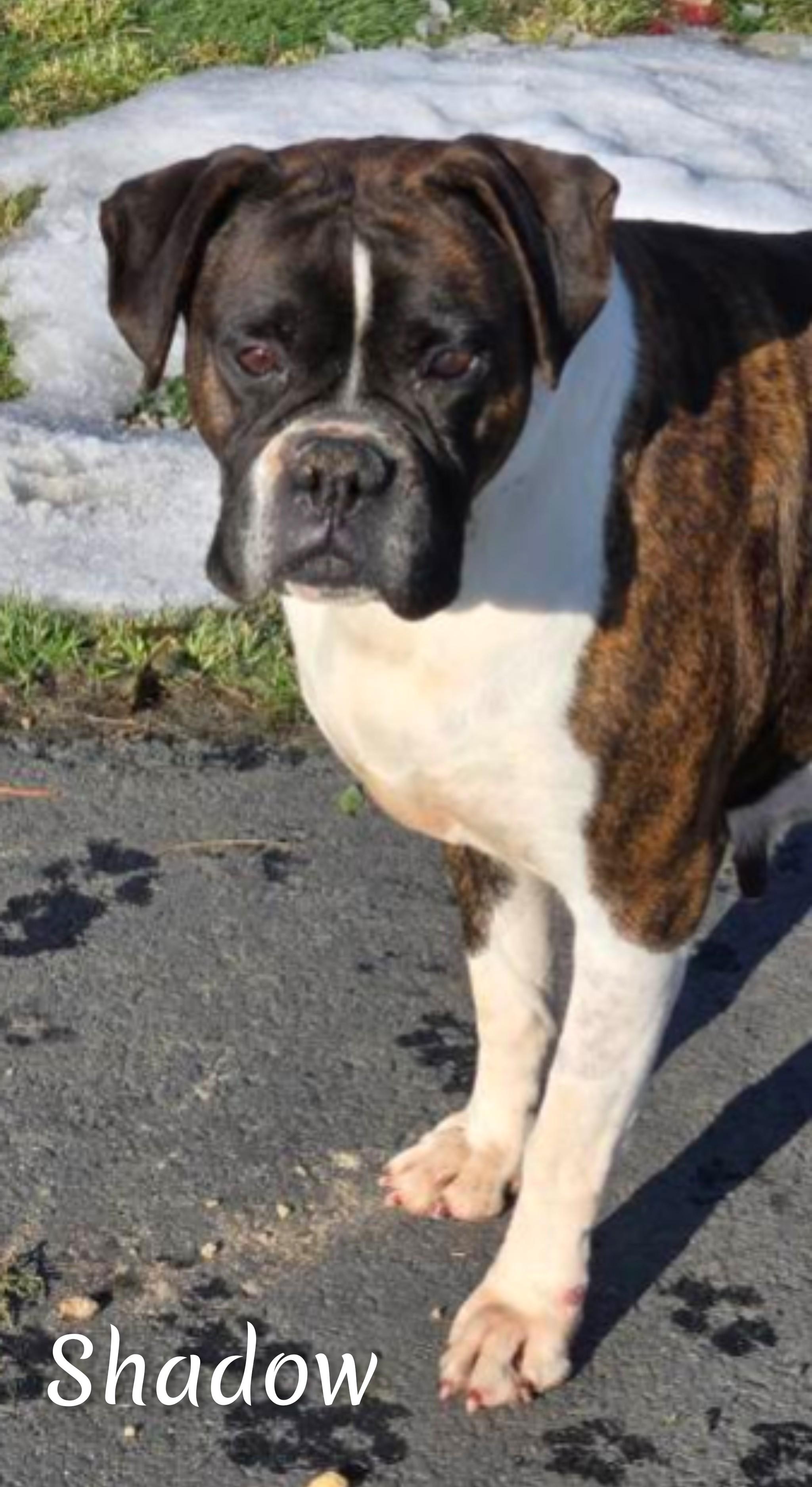 Enlarge Shadow, a ADOPTABLE Boxer in Fredericksburg, VA image 1/6