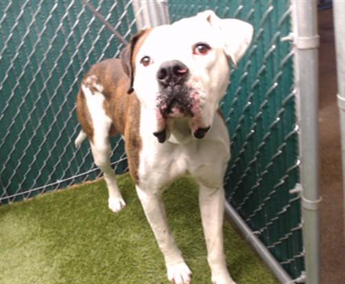 RUBBLE, Adoptable, Young Male American Bulldog.