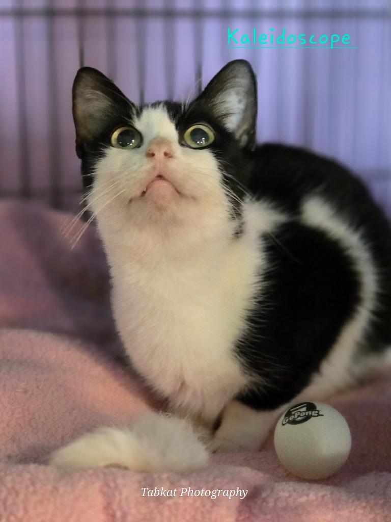 Enlarge Kaleidoscope, a Adoptable mixed breed in Cambridge, MD image 1/1