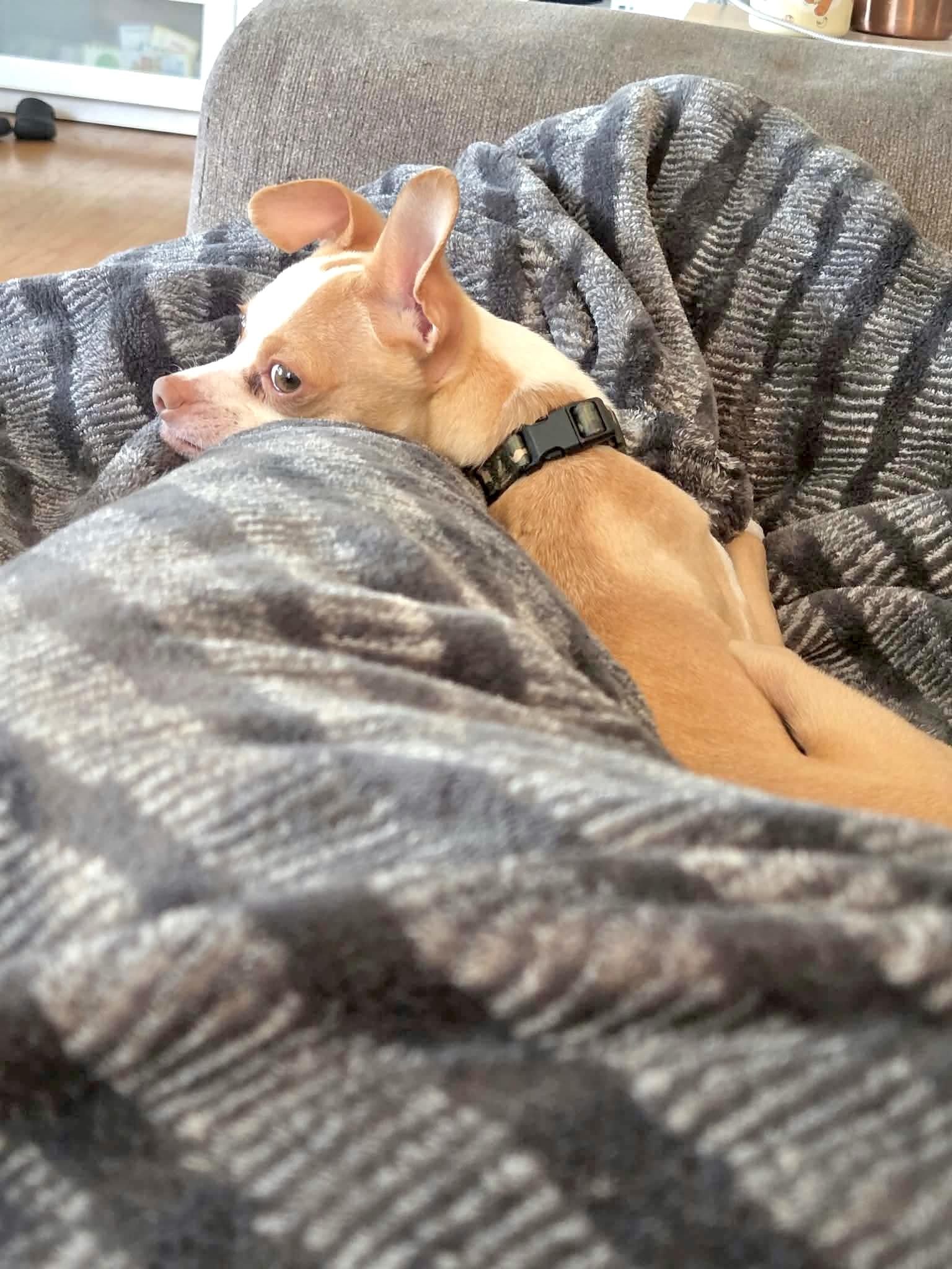Forrest, Adopted, Adult Male Chihuahua.