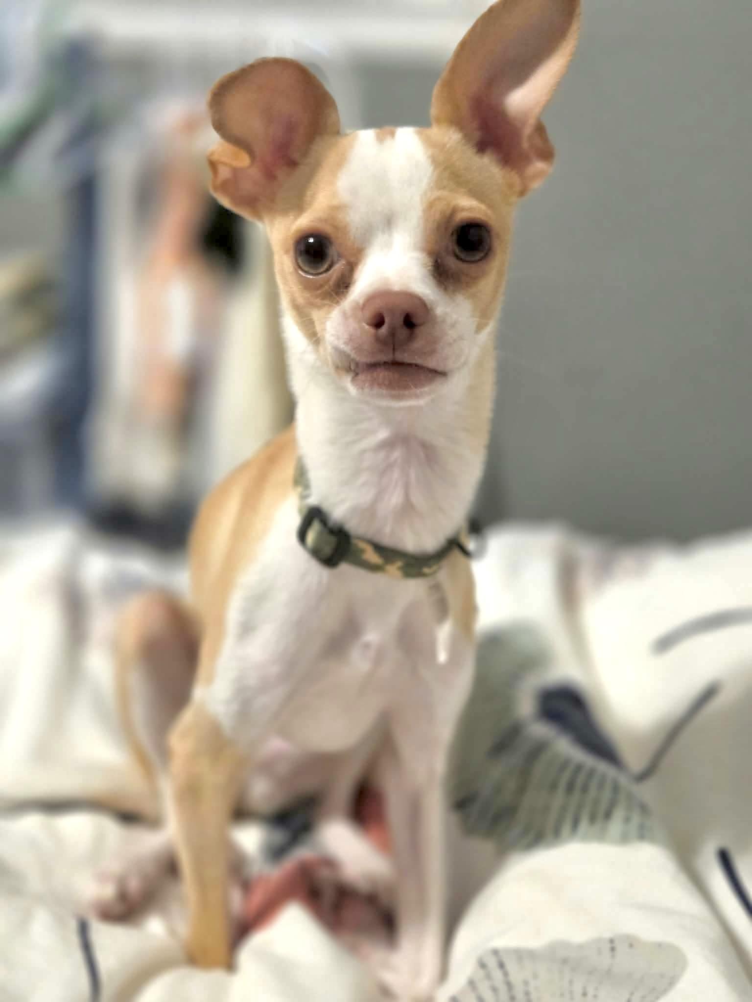 Enlarge Forrest, a Adopted Chihuahua in Muskego, WI image 2/3