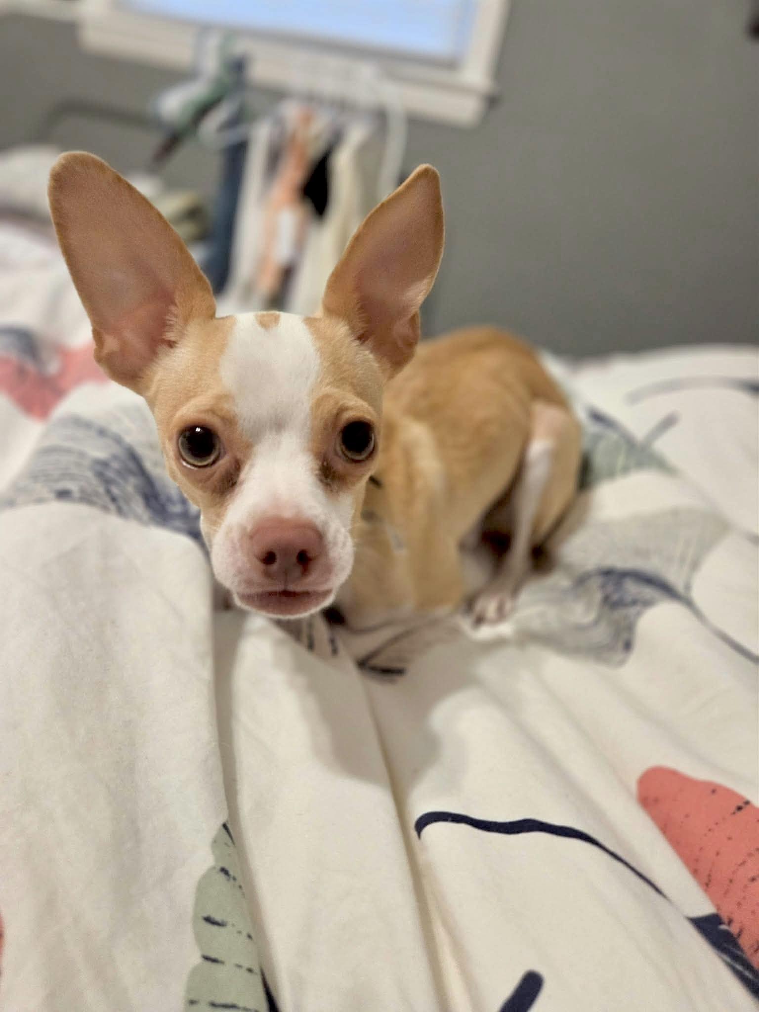 Enlarge Forrest, a Adopted Chihuahua in Muskego, WI image 3/3