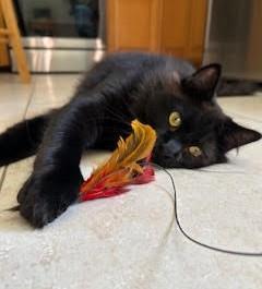 Chase, adopted, Adult Male Norwegian Forest Cat.