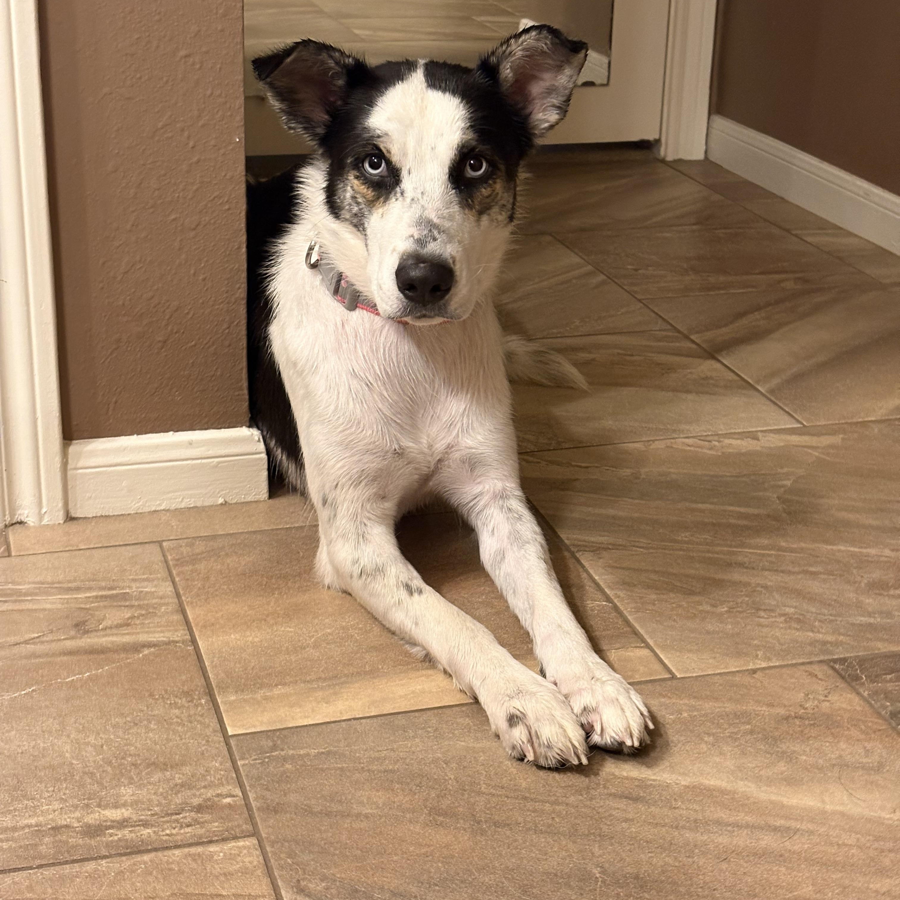 Enlarge Shay, a Adoptable mixed breed in Humble, TX image 6/6