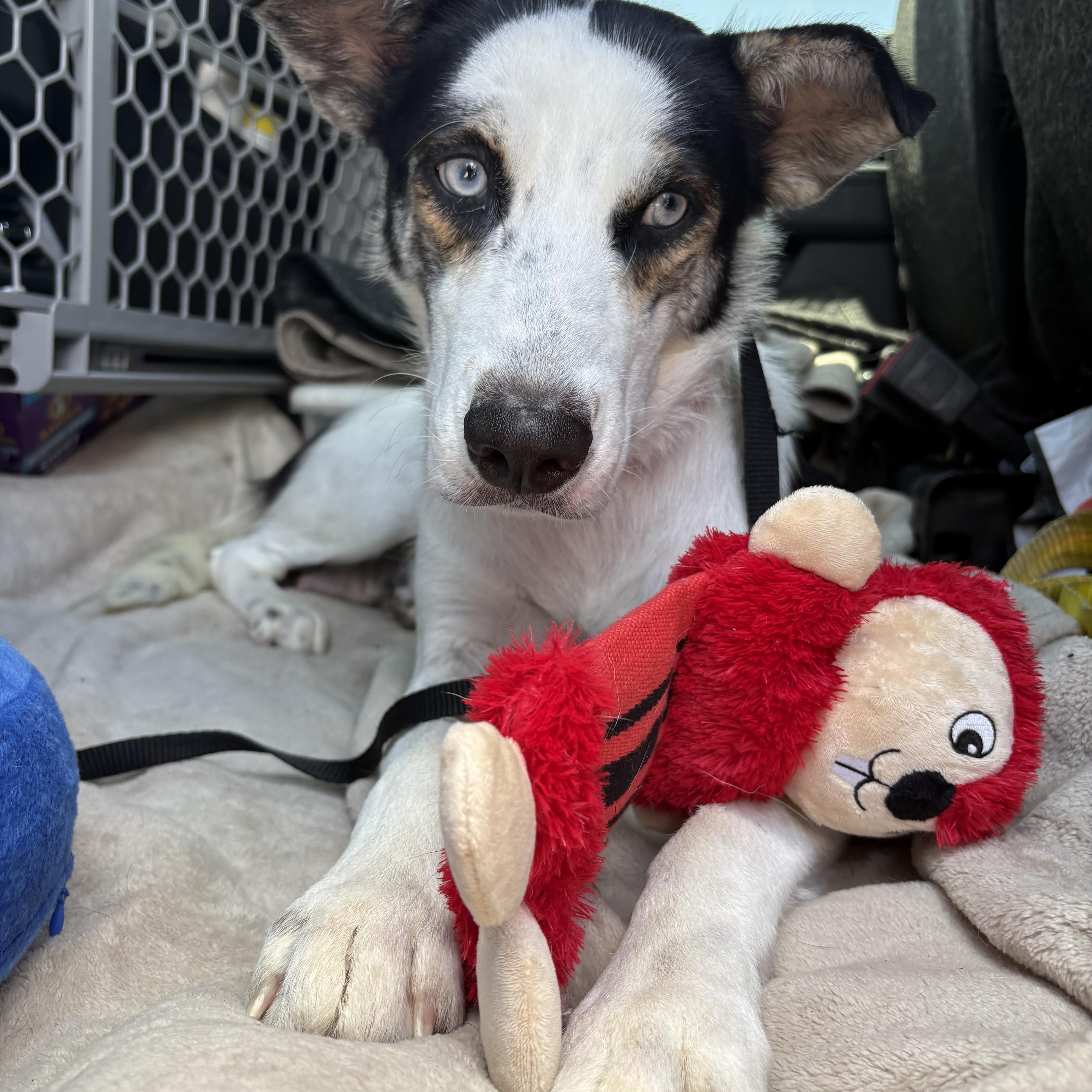 Shay, Adoptable, Adult Female Border Collie & Australian Cattle Dog / Blue Heeler.