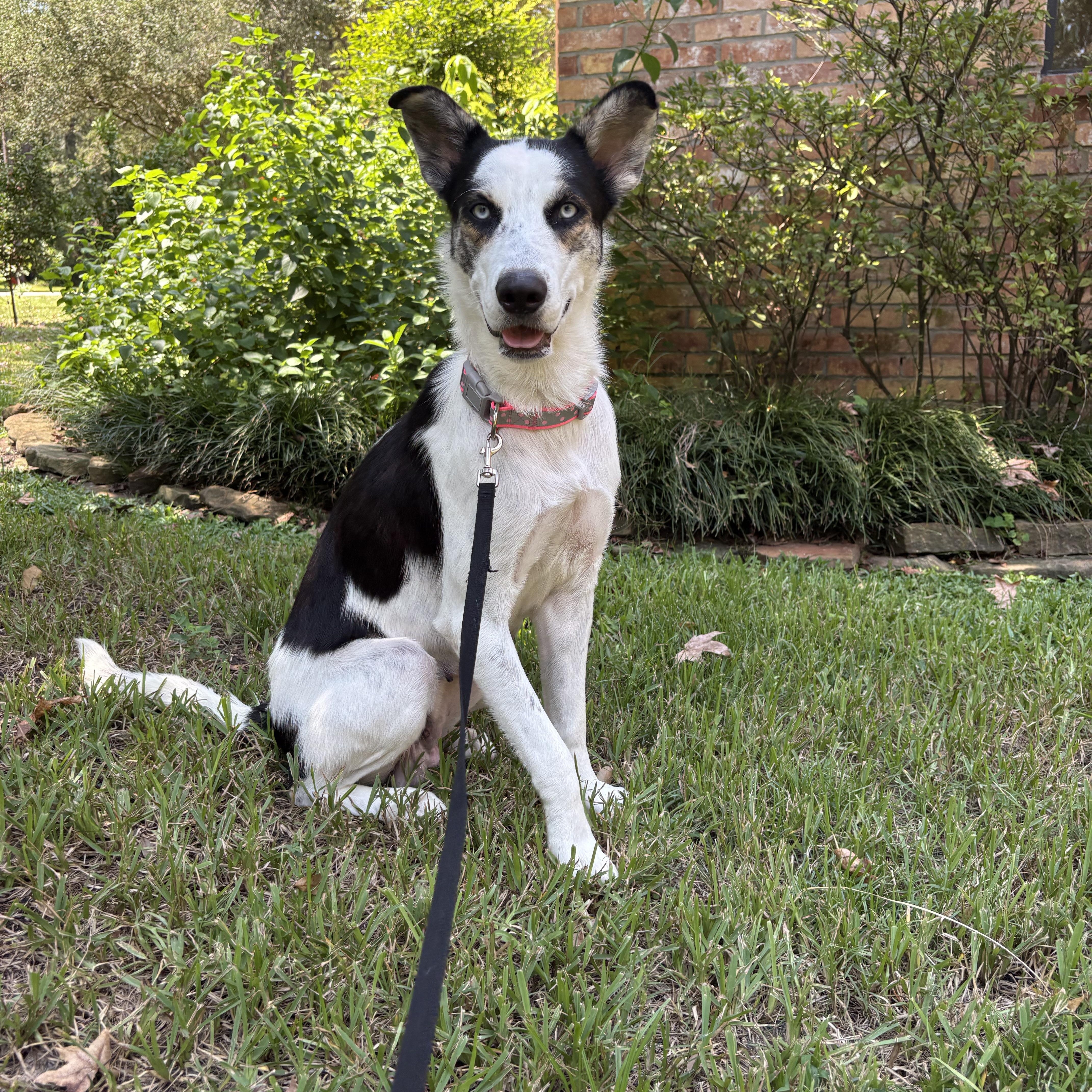 Enlarge Shay, a Adoptable mixed breed in Humble, TX image 2/6