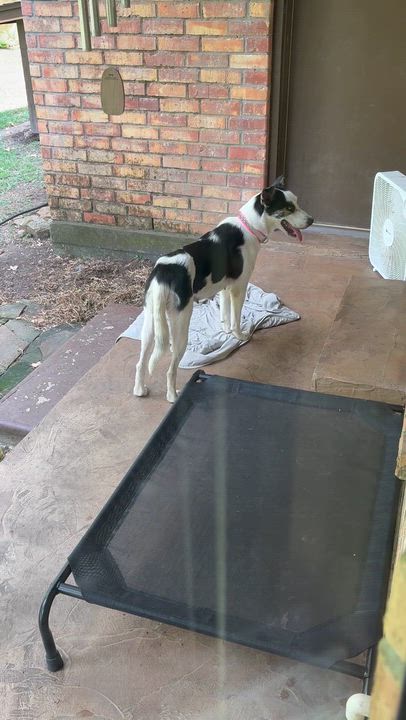 Enlarge Shay, a Adoptable mixed breed in Humble, TX video 4/6