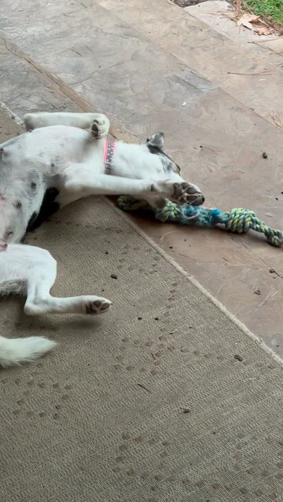Enlarge Shay, a Adoptable mixed breed in Humble, TX video 5/6