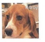 Kilroy, Adoptable, Young Male Beagle.