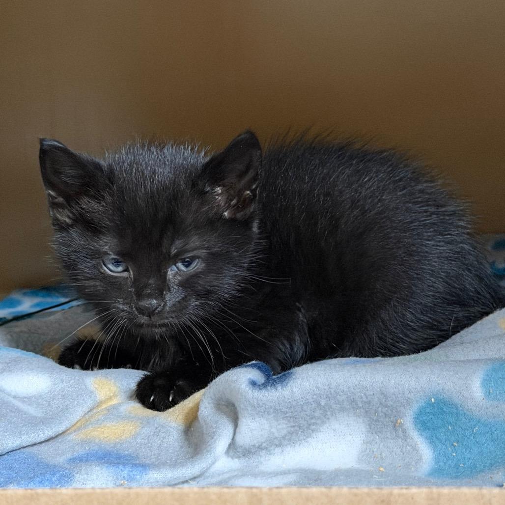 Enlarge Tre, a Adoptable mixed breed in Madisonville, KY image 1/2