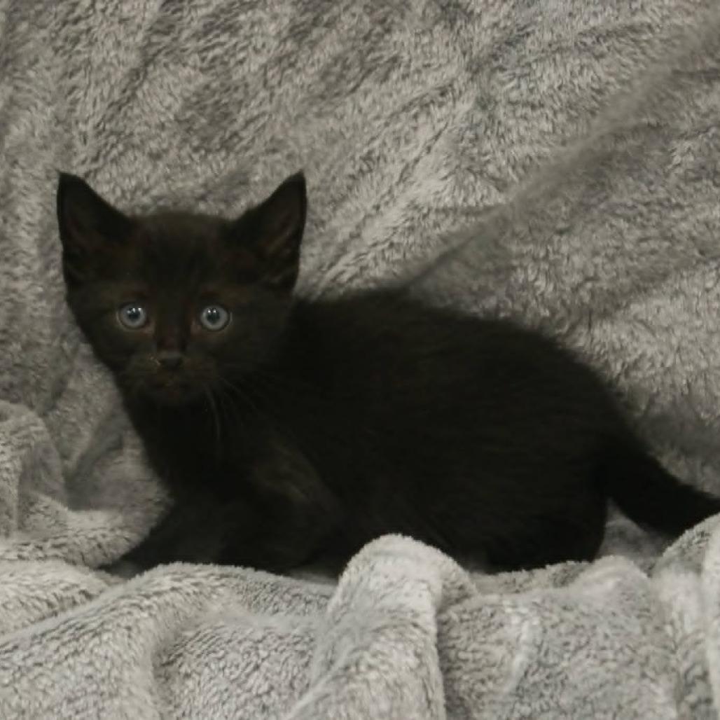 Enlarge Tre, a Adoptable mixed breed in Madisonville, KY image 2/2