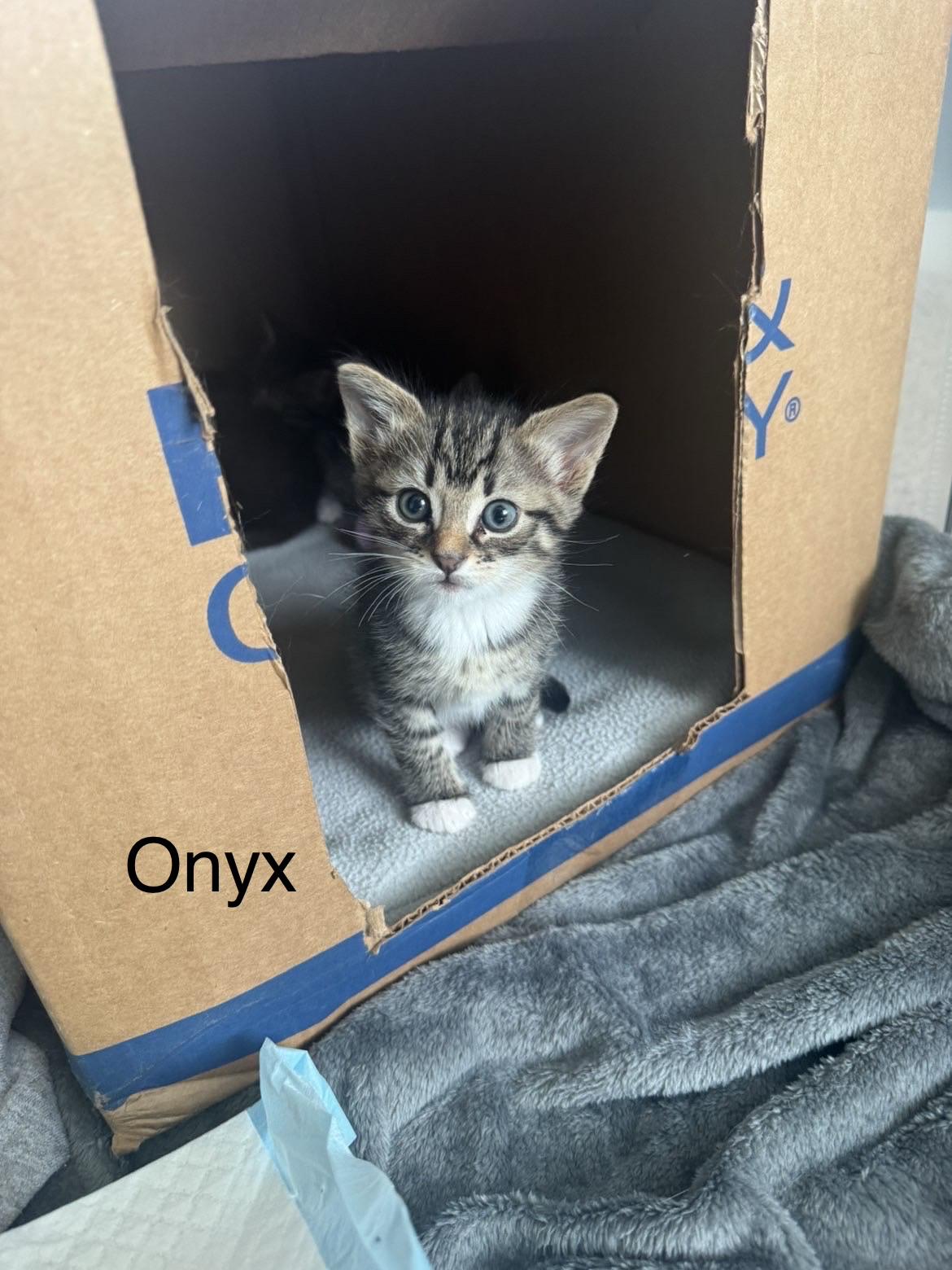 Onyx, adopted, Kitten Male Domestic Short Hair.