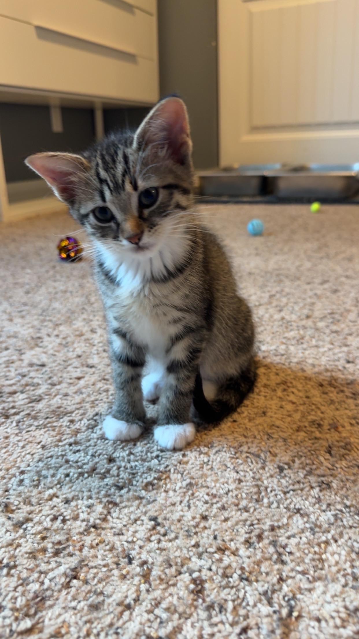 Onyx, an adopted Domestic Short Hair in Rochester, WA image 2/2