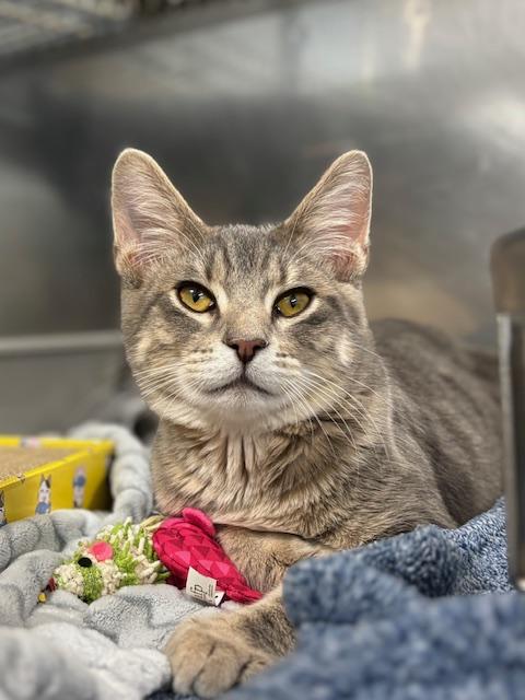 Bob's Burgers, a Adopted Domestic Short Hair in Park Hills, KY image 2/5