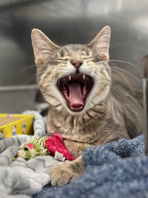 Bob's Burgers, Adopted, Kitten Male Domestic Short Hair.