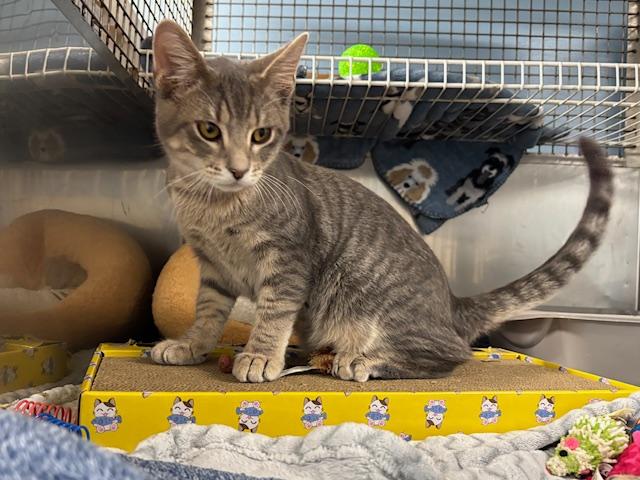 Bob's Burgers, a Adopted Domestic Short Hair in Park Hills, KY image 3/5