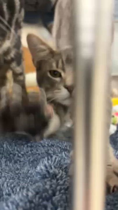 Enlarge Bob's Burgers, a Adopted Domestic Short Hair in Park Hills, KY video 4/5