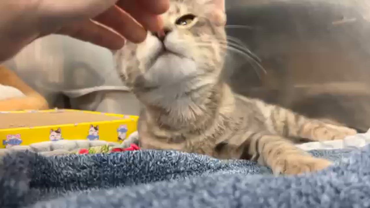 Enlarge Bob's Burgers, a Adopted Domestic Short Hair in Park Hills, KY video 5/5