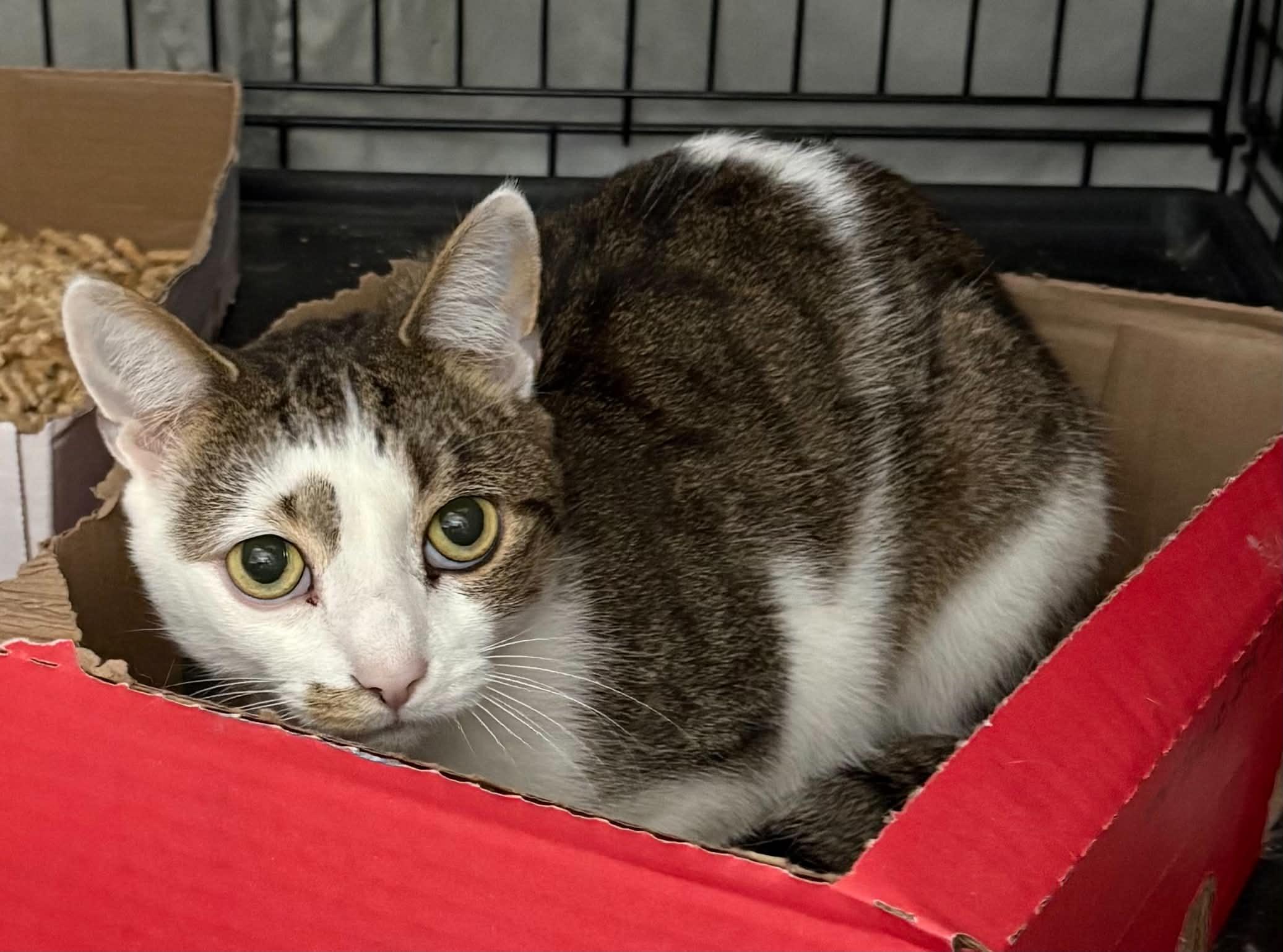 Safari, Adoptable, Kitten Female Domestic Short Hair.