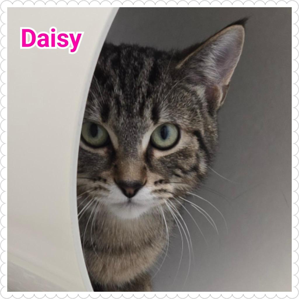 Enlarge Daisy, a Adoptable mixed breed in North Saint Paul, MN image 1/6