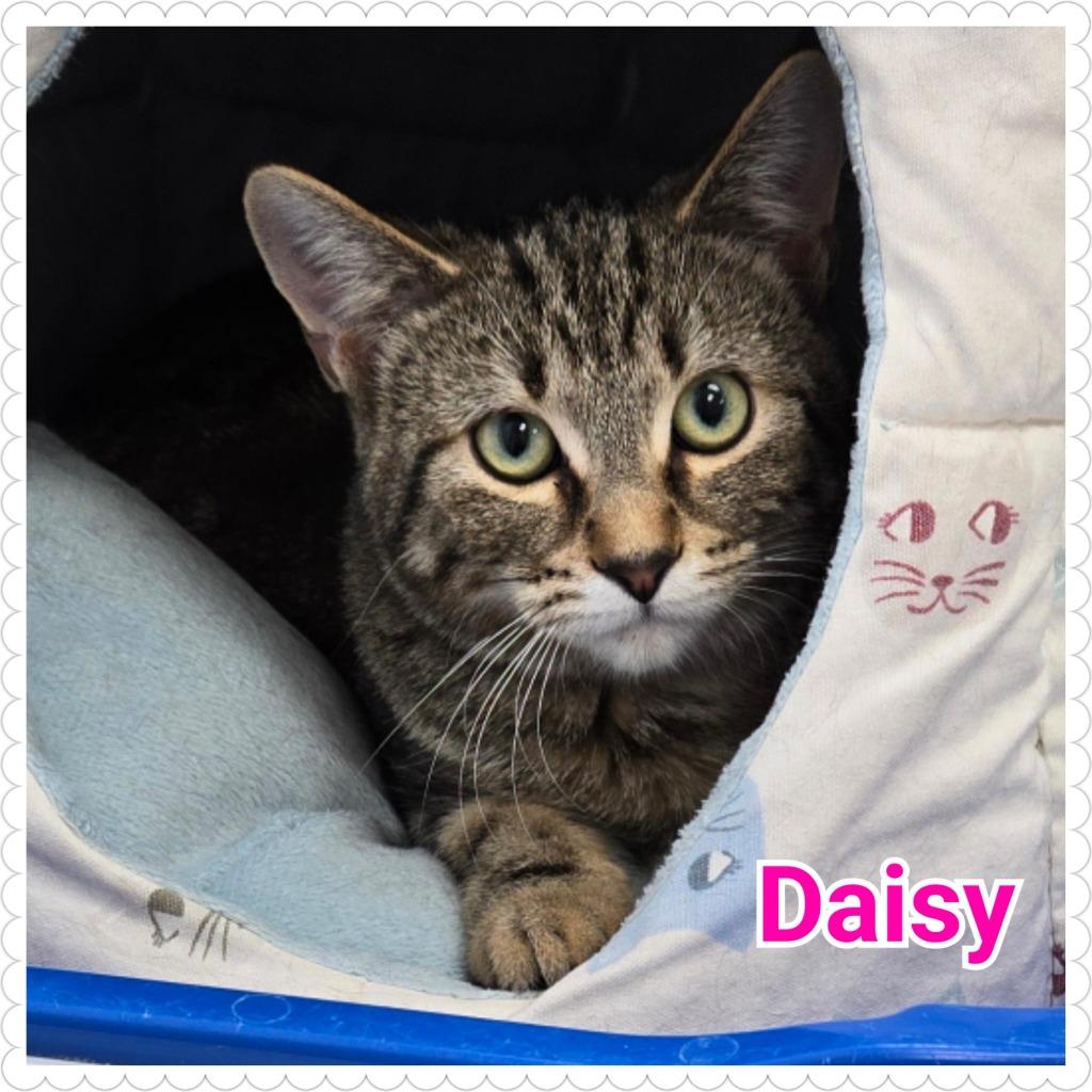 Enlarge Daisy, a Adoptable mixed breed in North Saint Paul, MN image 2/6