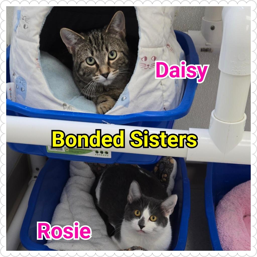Enlarge Daisy, a Adoptable mixed breed in North Saint Paul, MN image 3/6
