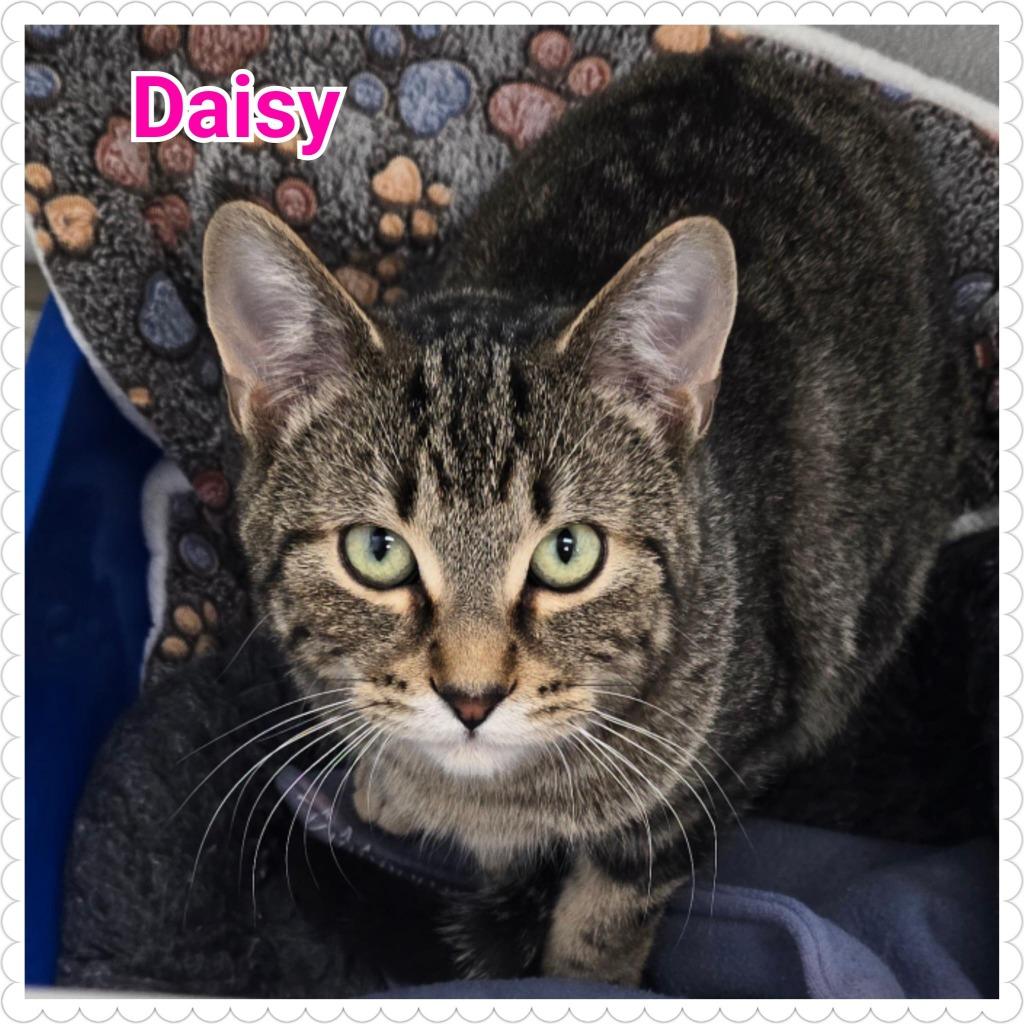 Enlarge Daisy, a Adoptable mixed breed in North Saint Paul, MN image 1/6