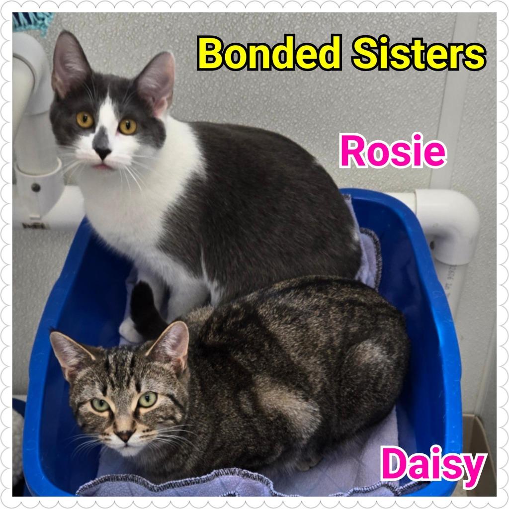 Enlarge Daisy, a Adoptable mixed breed in North Saint Paul, MN image 4/6