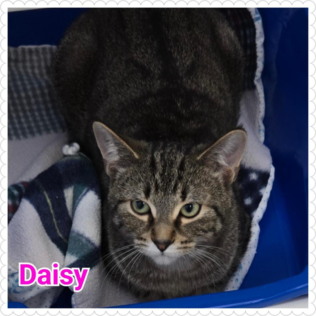 Enlarge Daisy, a Adoptable mixed breed in North Saint Paul, MN image 2/4