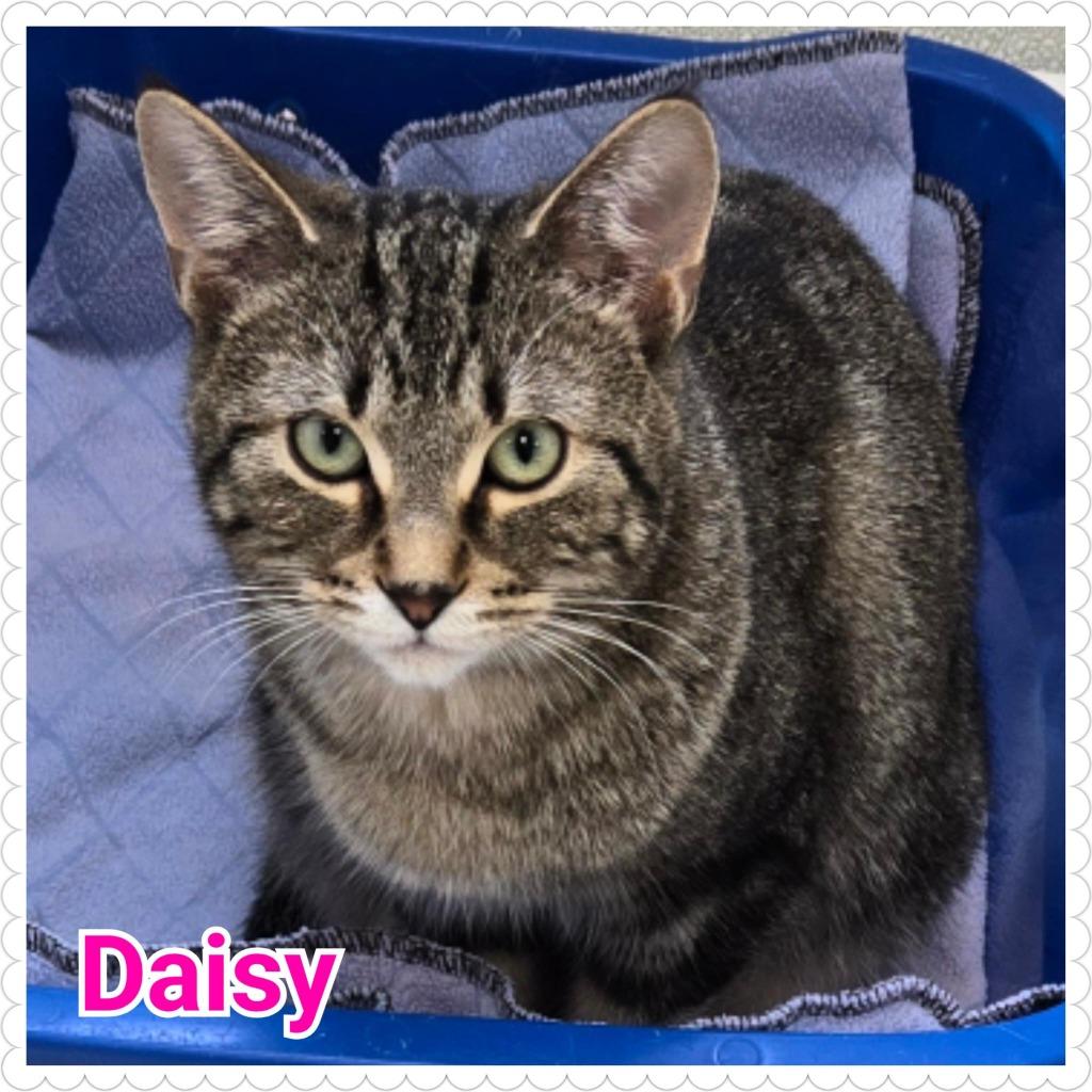 Enlarge Daisy, a Adoptable mixed breed in North Saint Paul, MN image 5/6