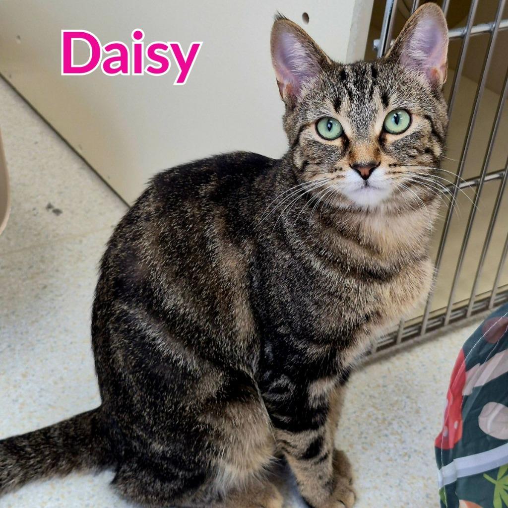 Enlarge Daisy, a Adoptable mixed breed in North Saint Paul, MN image 6/6