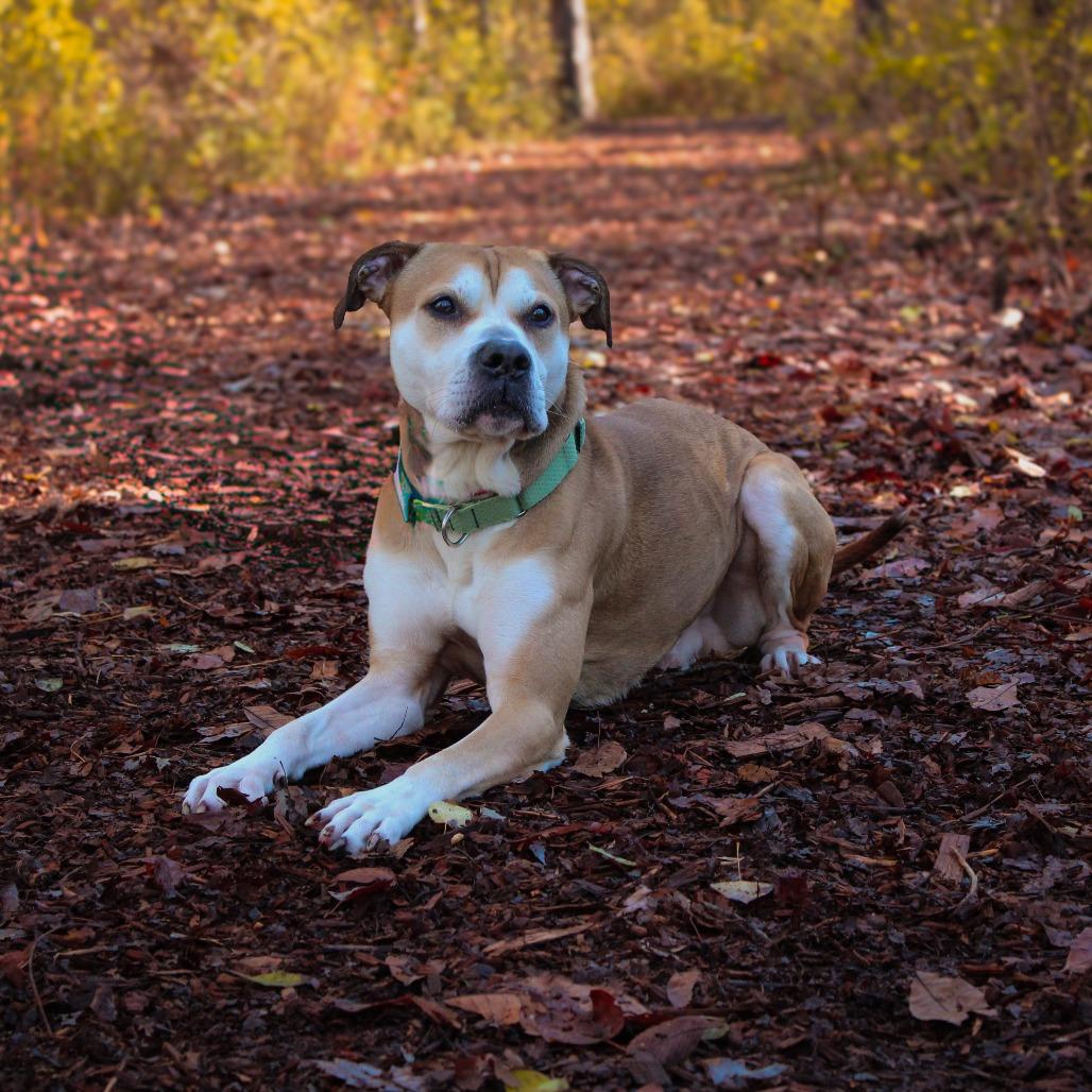 Tony 160, Adoptable, Adult Male Labrador Retriever & Mixed Breed.