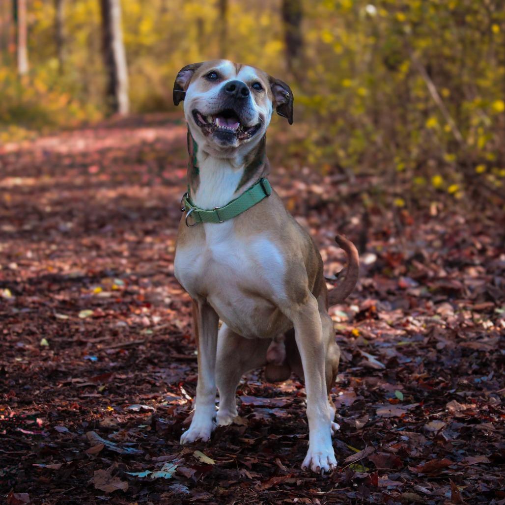 Tony 160, a Adoptable mixed breed in Canastota, NY image 2/6