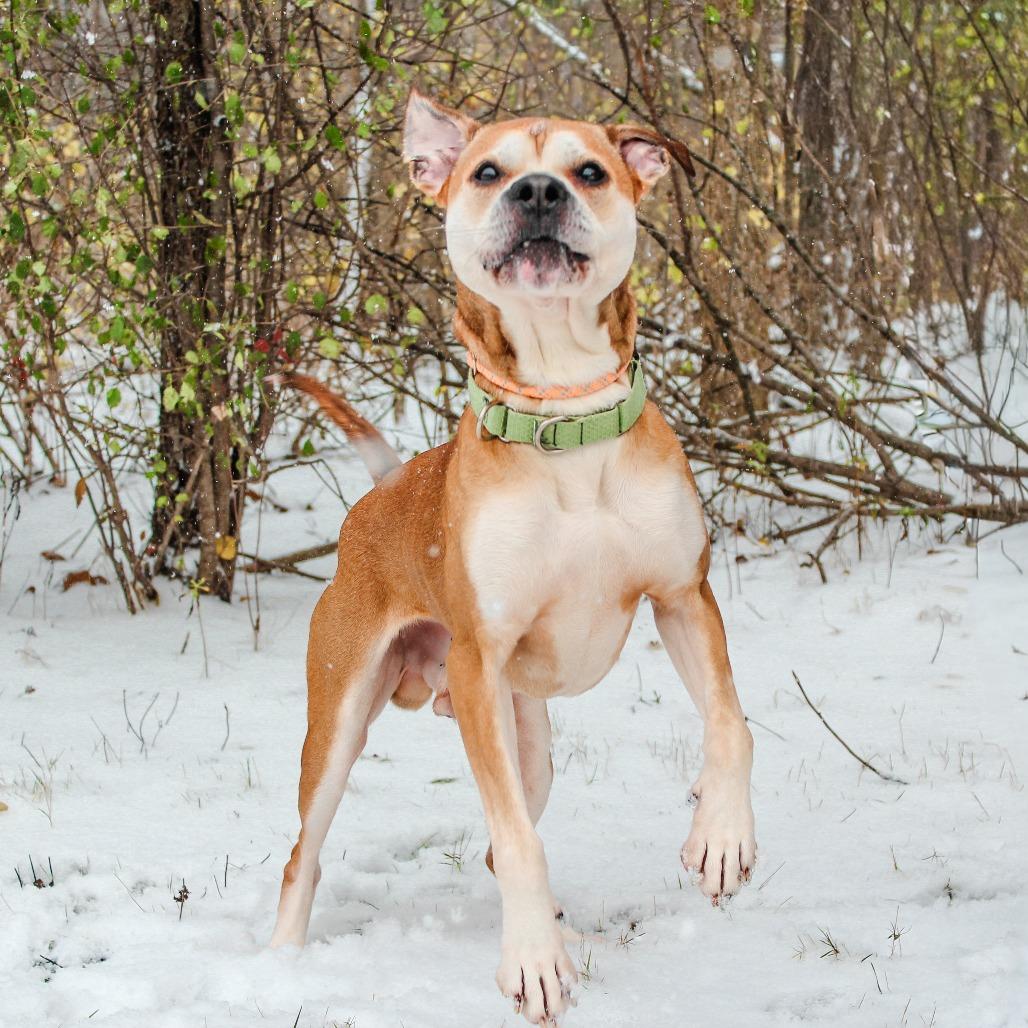 Tony 160, a Adoptable mixed breed in Canastota, NY image 3/6