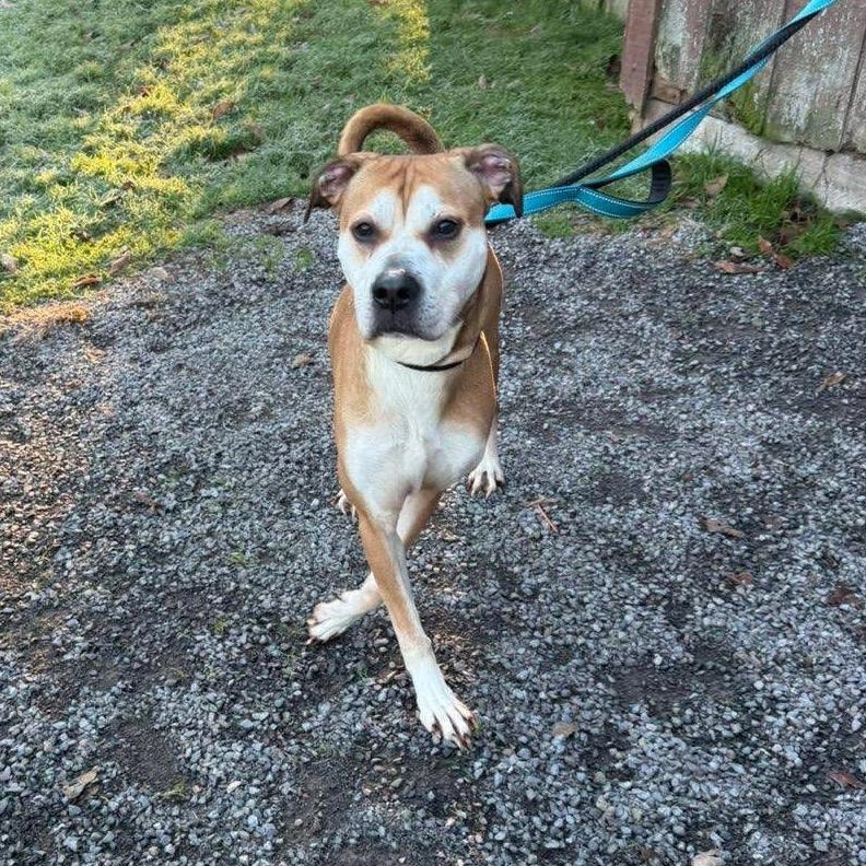 Tony 160, a Adoptable mixed breed in Canastota, NY image 4/6