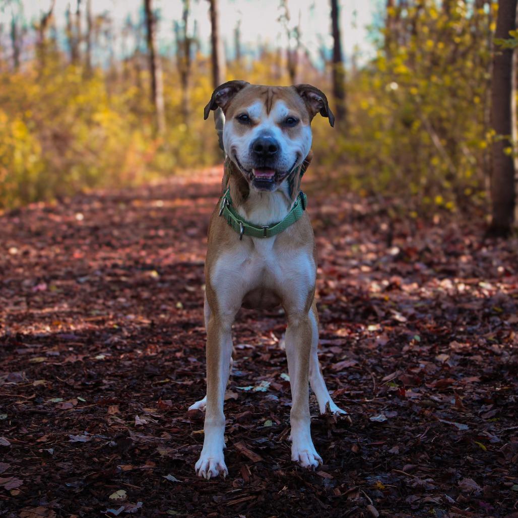 Tony 160, a Adoptable mixed breed in Canastota, NY image 5/6