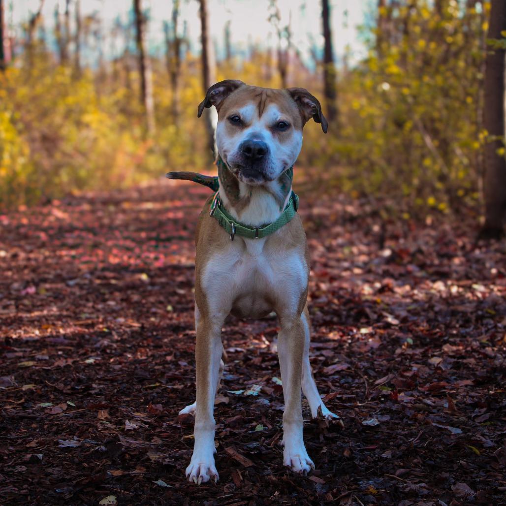 Tony 160, a Adoptable mixed breed in Canastota, NY image 6/6