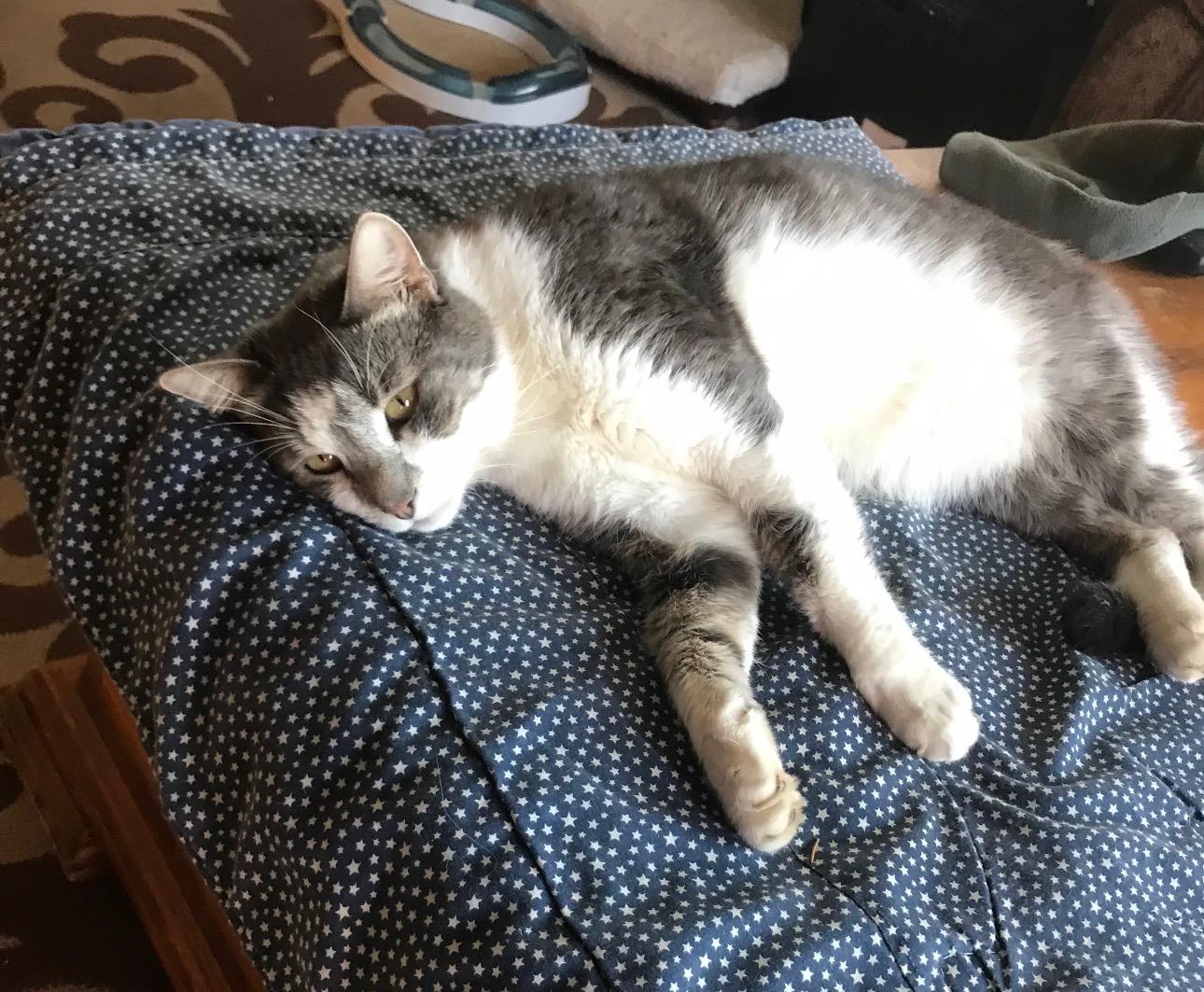 Enlarge Honey Mack, a ADOPTABLE Domestic Short Hair in Shakopee, MN image 2/6