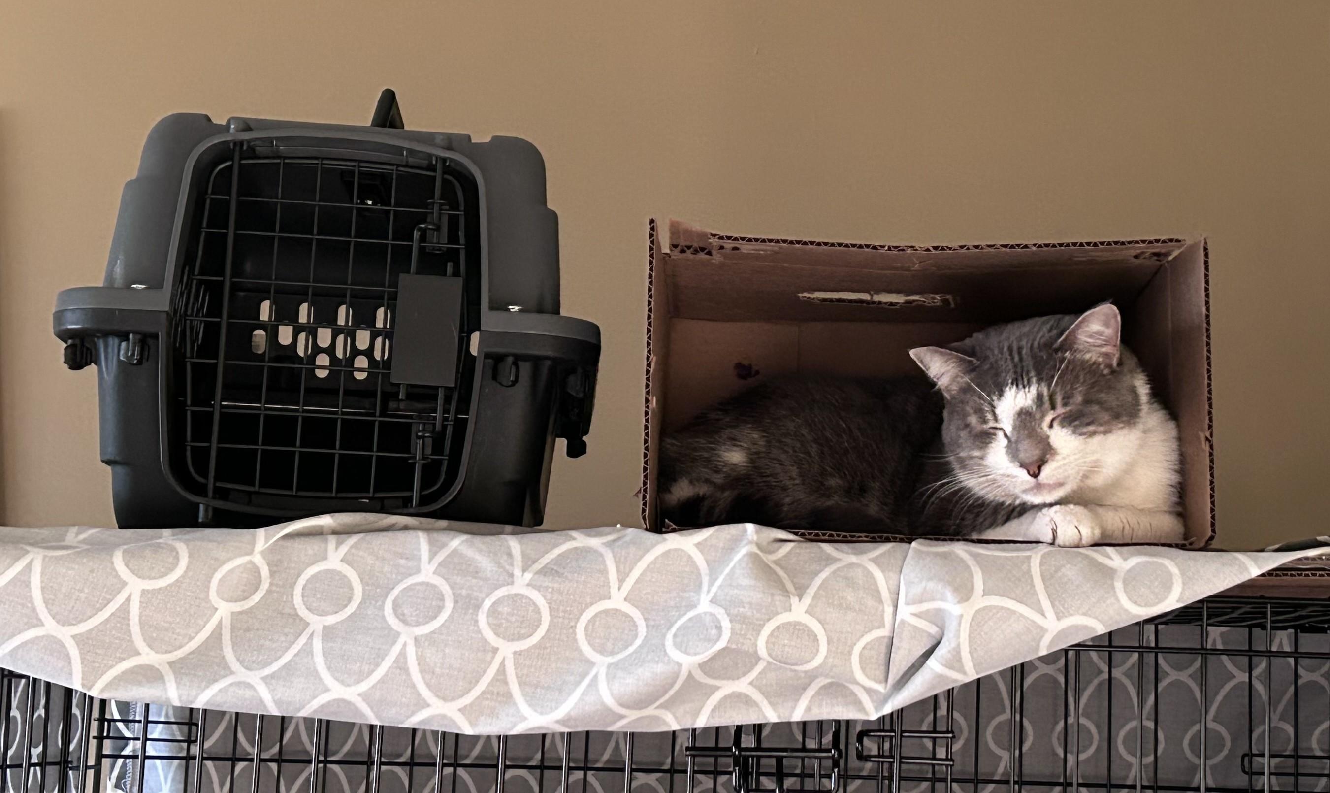 Enlarge Honey Mack, a ADOPTABLE Domestic Short Hair in Shakopee, MN image 5/6