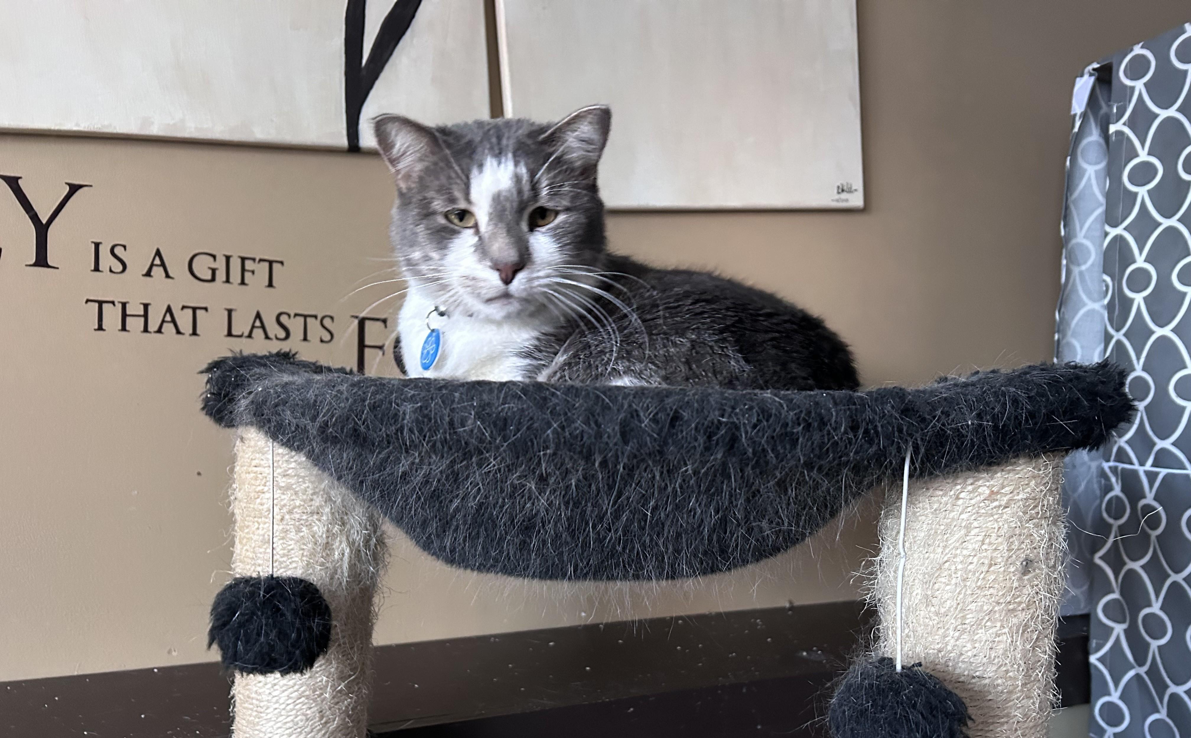 Enlarge Honey Mack, a ADOPTABLE Domestic Short Hair in Shakopee, MN image 6/6