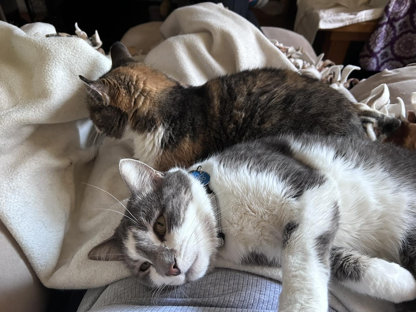 Enlarge Honey Mack, a ADOPTABLE Domestic Short Hair in Shakopee, MN image 3/6