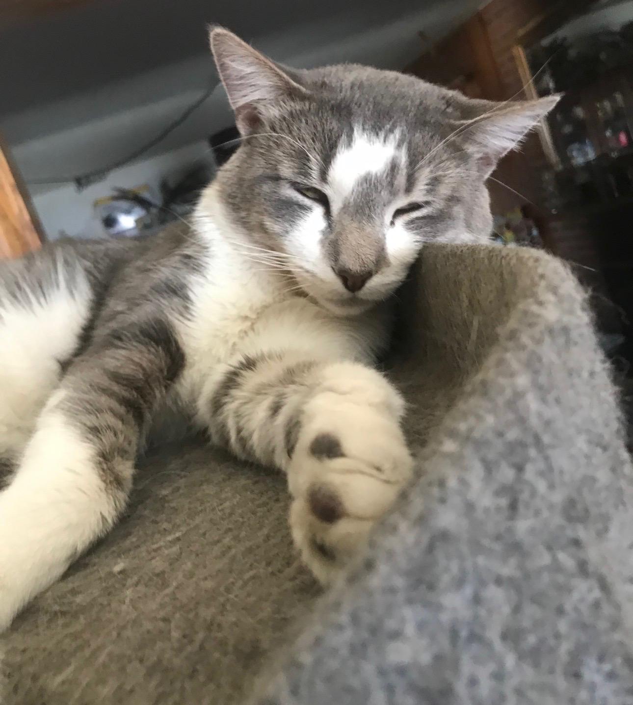 Honey Mack, ADOPTABLE, Adult Male Domestic Short Hair.